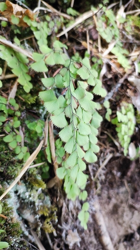 Adiantum venustum observed 2026-04-16