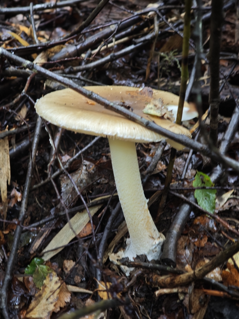 Amanita diemii · April 2026 · photo: © salvador_camano (iNaturalist, cc-by)