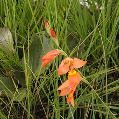 Gladiolus dalenii