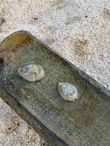 Monetaria annulus observed 2026-04-07