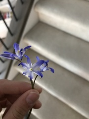 Scilla forbesii