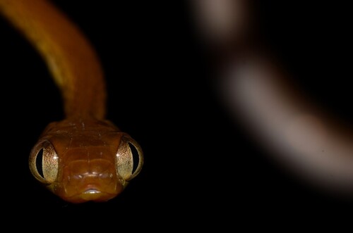 Shorthead Rear-fanged Tree Snake