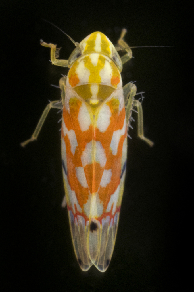Erythroneura beameri