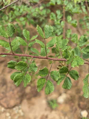 Chamaecrista viscosa major