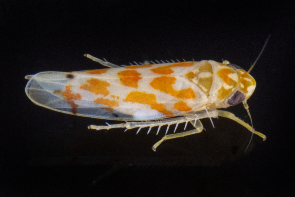 Eratoneura usitata