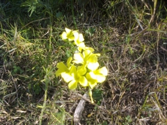 Oxalis pes-caprae