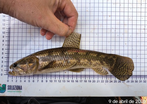 Argentine Wolffish