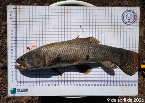 Common Wolffish
