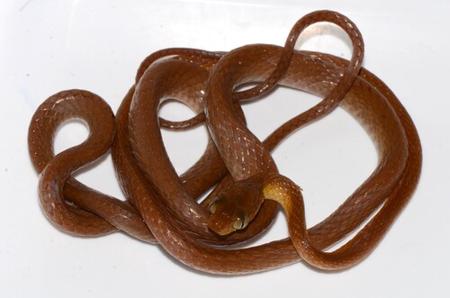 Shorthead Rear-fanged Tree Snake