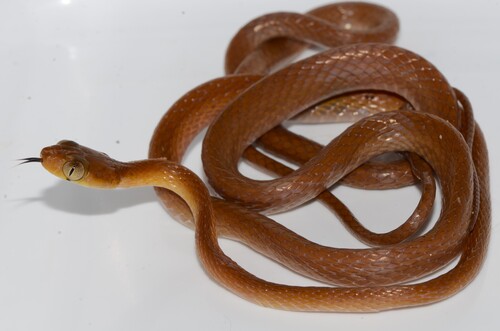 Shorthead Rear-fanged Tree Snake