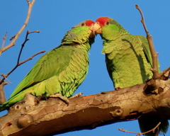Amazona viridigenalis
