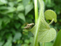 Tephritidae