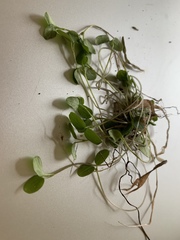 Polygaloides paucifolia