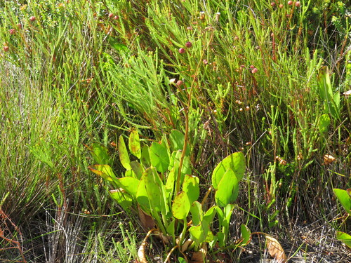Image of Villarsia goldblattiana by (c) Jeremy Gilmore, some rights reserved (CC BY)
