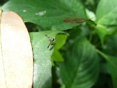 Tephritidae