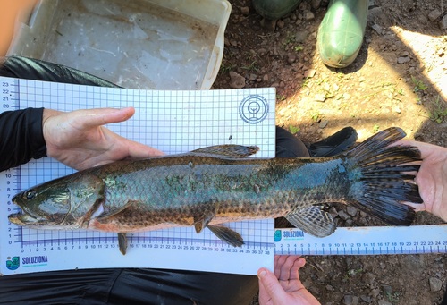 Blue Wolffish
