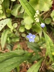 Omphalodes nitida