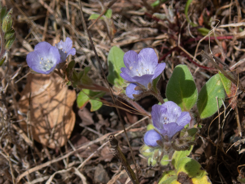 Phacelia divaricata observed 2026-04-14