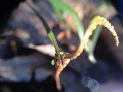 Puccinia mariae-wilsoniae