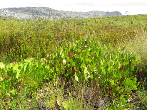 Image of Villarsia goldblattiana by (c) Jeremy Gilmore, some rights reserved (CC BY)
