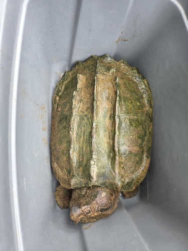 Alligator Snapping Turtle observed by kbakkegard