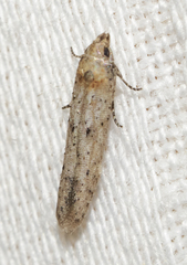 Obithome punctiferella