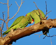 Amazona viridigenalis