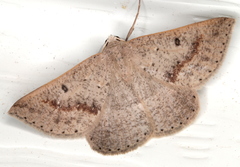 Nearcha tristificata