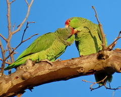 Amazona viridigenalis