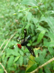 Clitodoca fenestralis