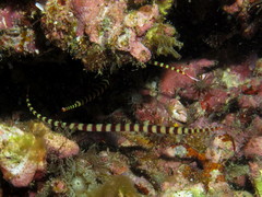 Dunckerocampus dactyliophorus