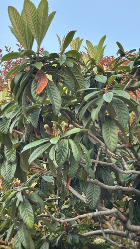 Loquat