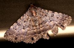 Diatenes aglossoides