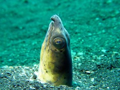 Ophichthus altipennis