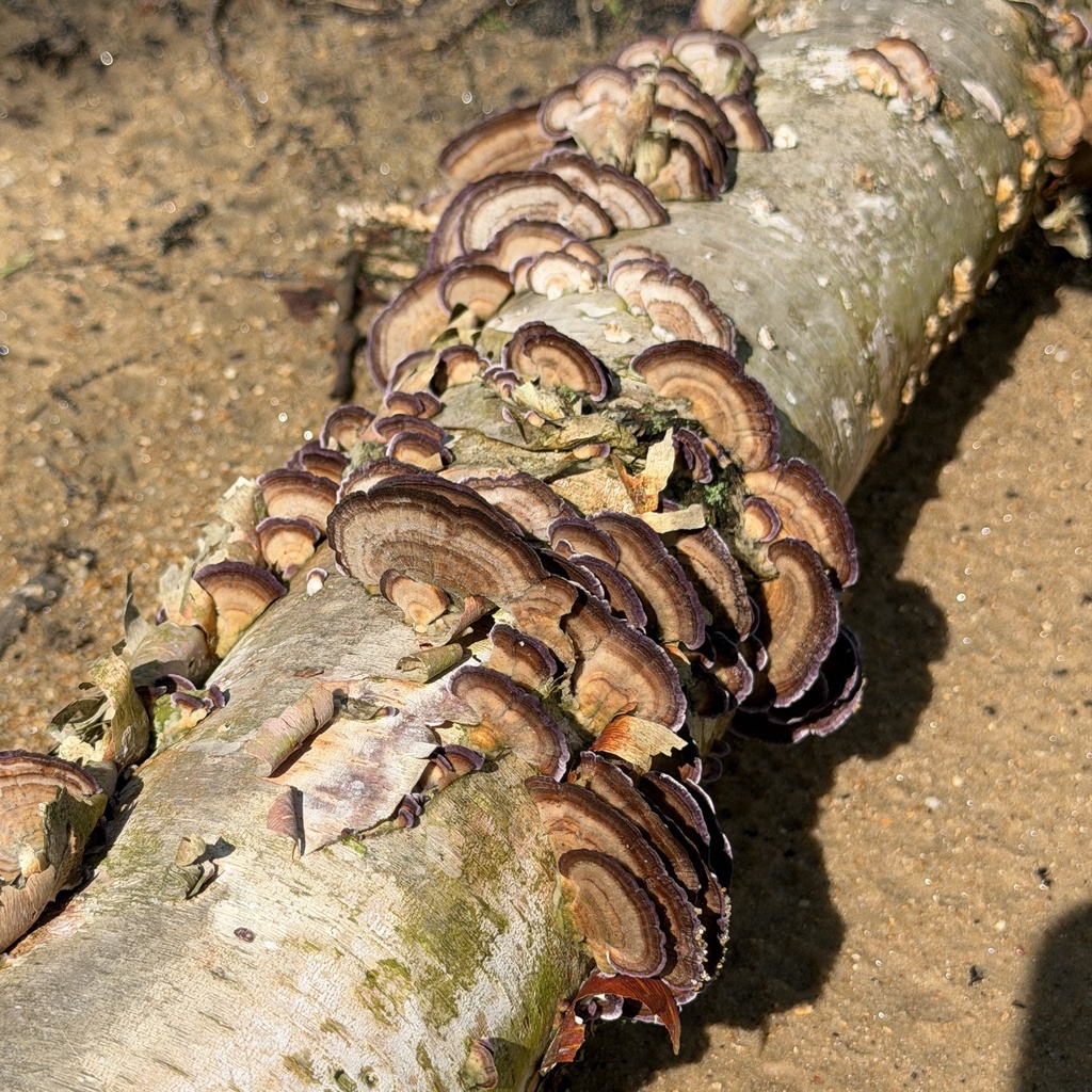 Trichaptum biforme · April 2026 · photo: © conhawn (iNaturalist, cc-by)