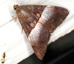 Oxyodes tricolor