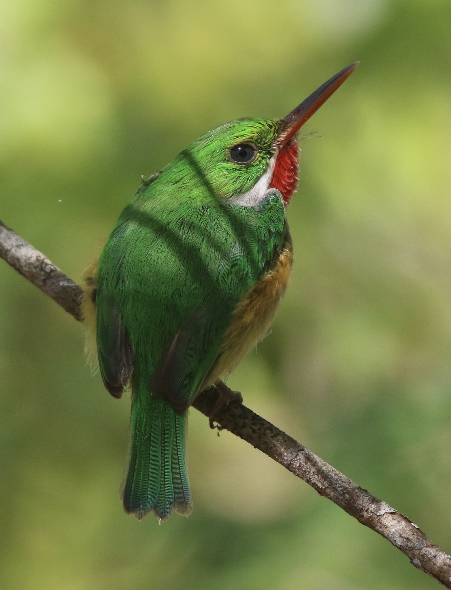 Puerto Rican Tody (Todus mexicanus), photo 8