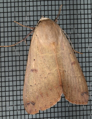 Ophiusa