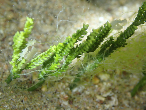 Caulerpa cupressoides observed 2026-04-14