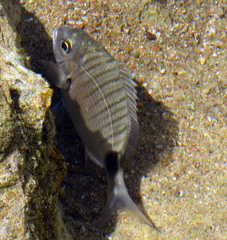 Diplodus capensis