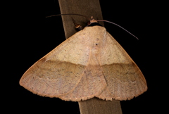 Ophyx ochroptera