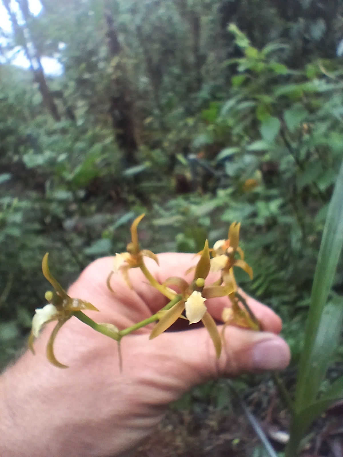Ada elegantula (Rchb.f.) N.H.Williams & M.W.Chase