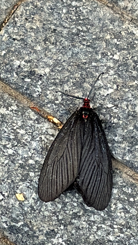 Histia flabellicornis