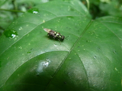 Stratiomyidae
