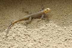 Agama agama
