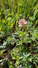 Trifolium gracilentum