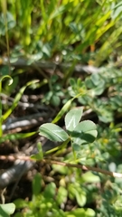 Trifolium gracilentum
