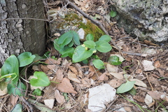 Arisarum