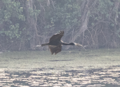 African Openbill (Anastomus lamelligerus), photo 3