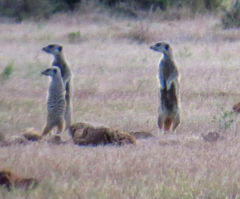 Suricata suricatta